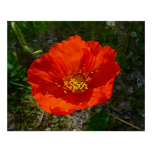 Alaskan Red Poppy Colourful Flower Poster