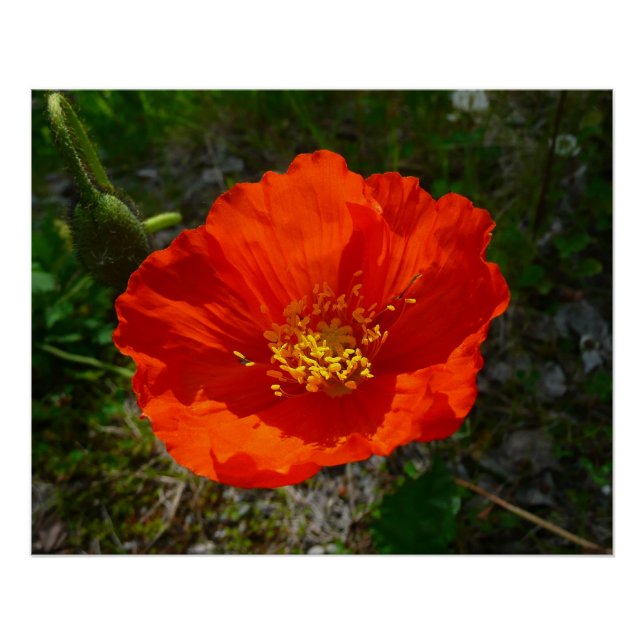 Alaskan Red Poppy Colourful Flower Poster (Front)