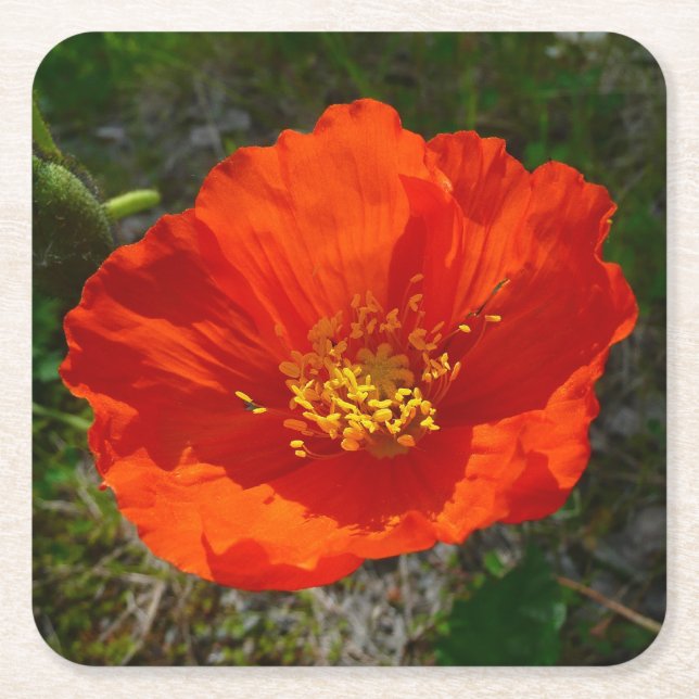 Alaskan Red Poppy Colourful Flower Square Paper Coaster (Front)