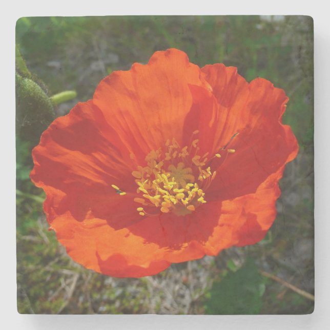 Alaskan Red Poppy Colourful Flower Stone Coaster (Front)
