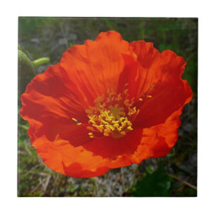 Alaskan Red Poppy Colourful Flower Tile