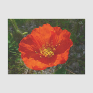 Alaskan Red Poppy Colourful Flower Tissue Paper