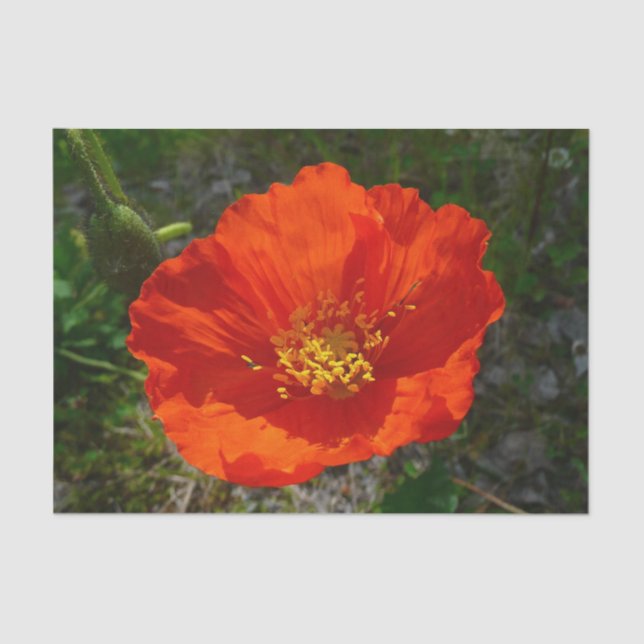 Alaskan Red Poppy Colourful Flower Tissue Paper (Front)