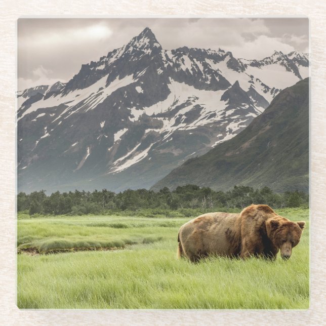 Alaskan shores, grizzly bear glass coaster (Front)