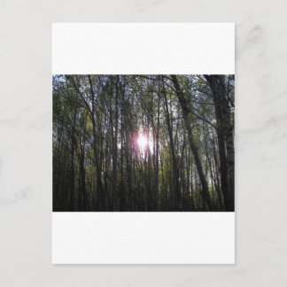 Alaskan Sun Postcard