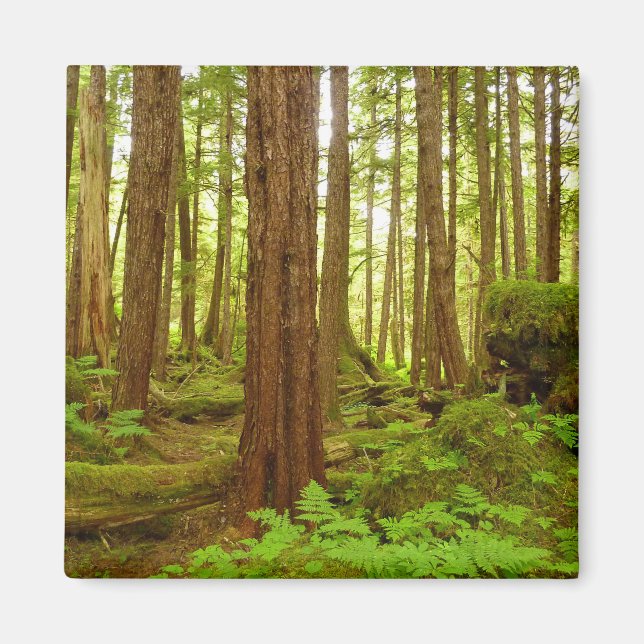 Alaskan Temperate Rainforest Magnet (Front)