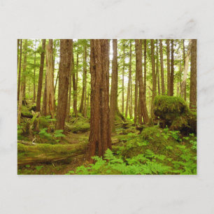 Alaskan Temperate Rainforest Postcard