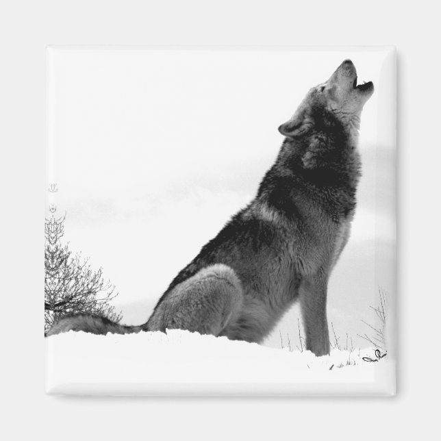 Alaskan Timber Wolf Refig Magnet (Front)