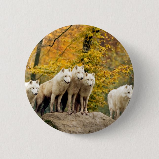 Alaskan White Wolves in the forest 6 Cm Round Badge (Front)