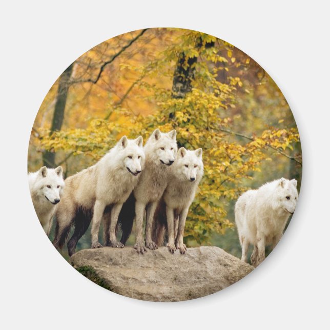 Alaskan White Wolves in the forest Magnet (Front)