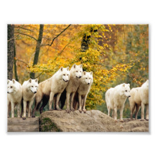 Alaskan White Wolves in the forest Photo Print