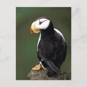 Alaskan Wildlife Postcard