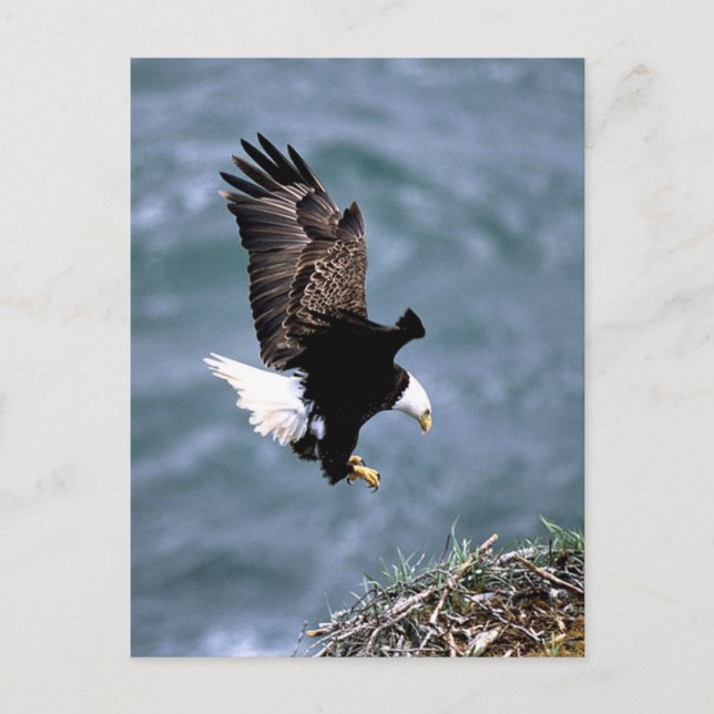 Alaskan Wildlife Postcard (Front)