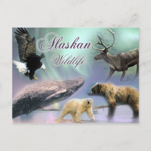 Alaskan Wildlife Postcard