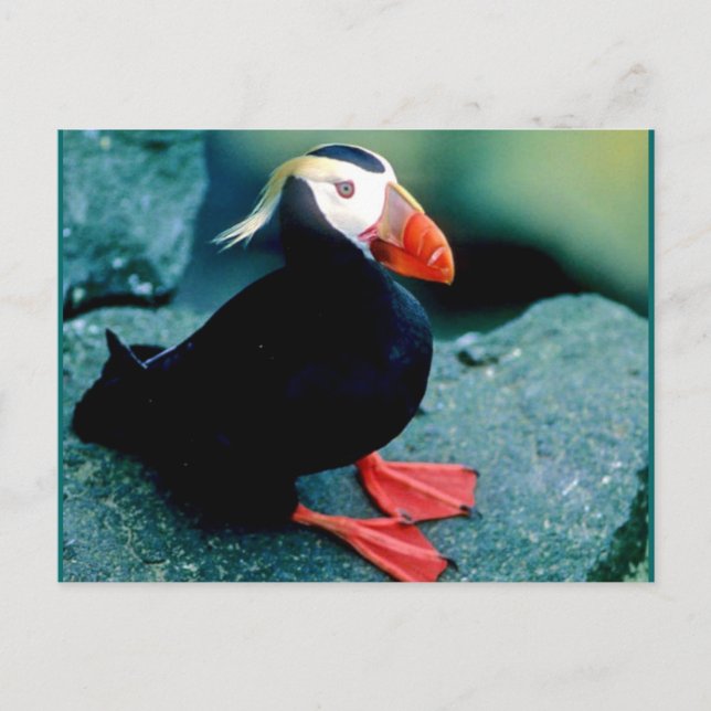 Alaskan Wildlife Postcard (Front)