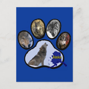 Alaskan Wolf Paw Print Postcard