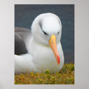 Albatross Bird off the coast of New Zealand Poster