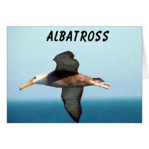 Albatross Flying