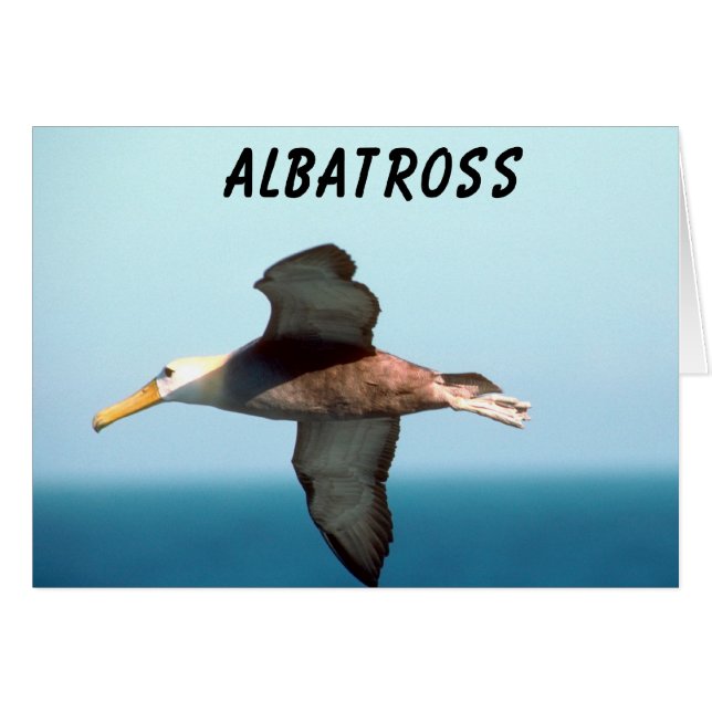 Albatross Flying (Front Horizontal)