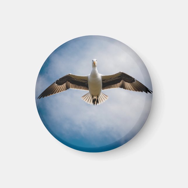 Albatross  magnet (Front)