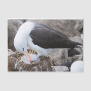 Albatross with a chick tissue paper