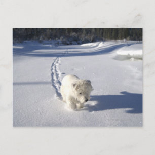 Alberta, Canada Postcard