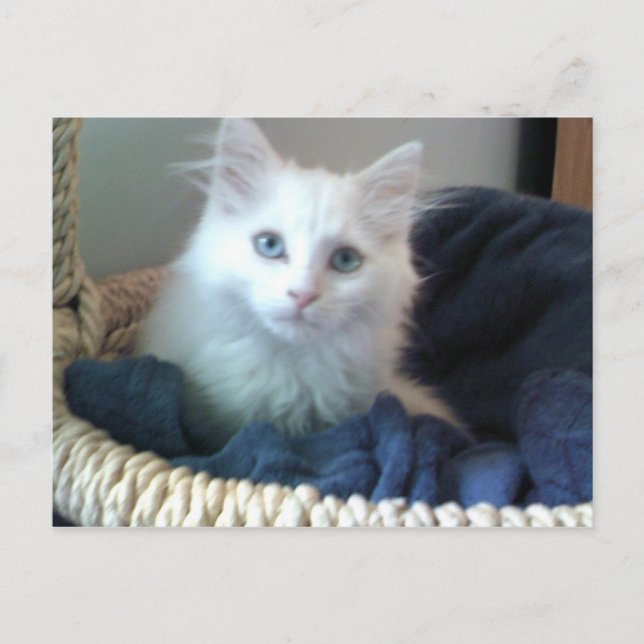 Albi sweetheart kitty postcard (Front)