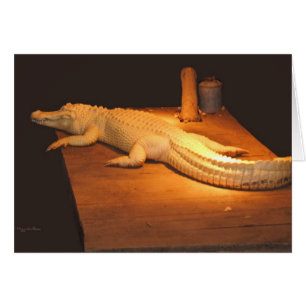 Albino Alligator