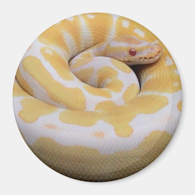 Albino Ball Python Magnet (Front)