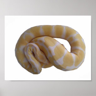 Albino Ball Python Poster
