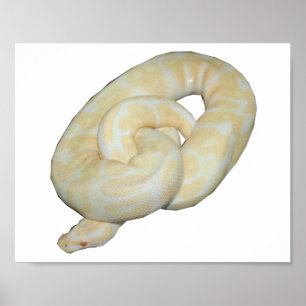 Albino Bumble Bee Poster