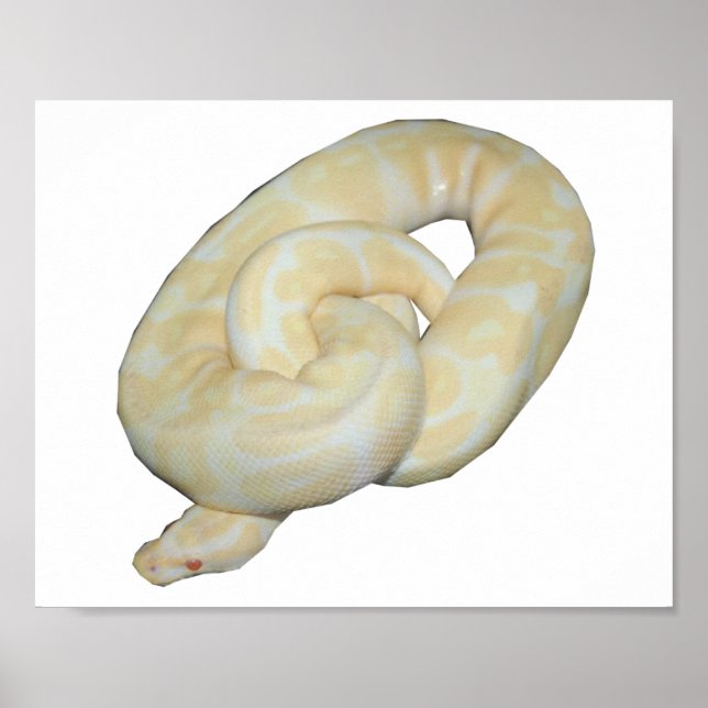 Albino Bumble Bee Poster (Front)