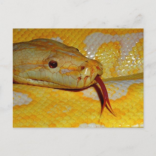 Albino Burmese Closeup Postcard (Front)