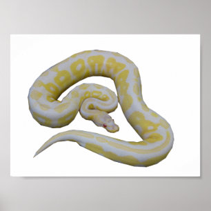 Albino Cinnamon Poster