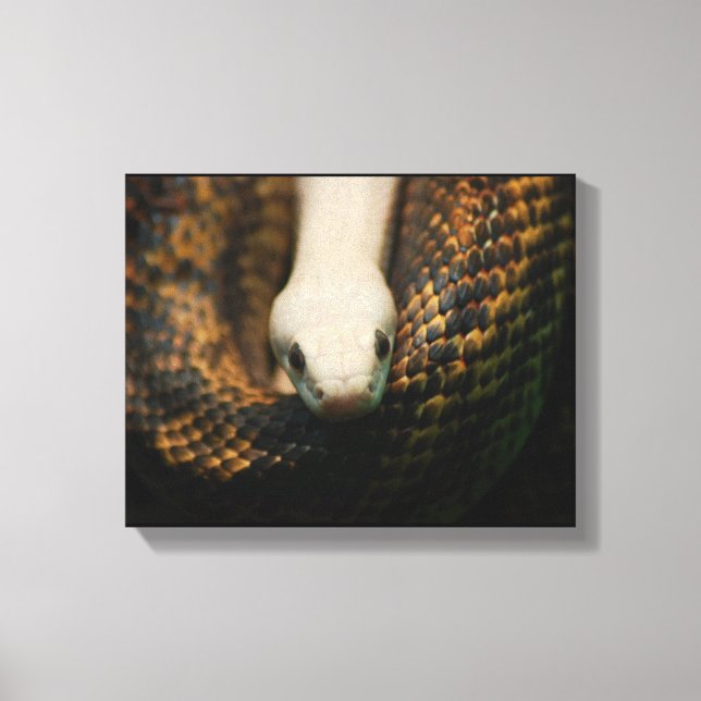 Albino Cornsnake on Canvas Print (Front)