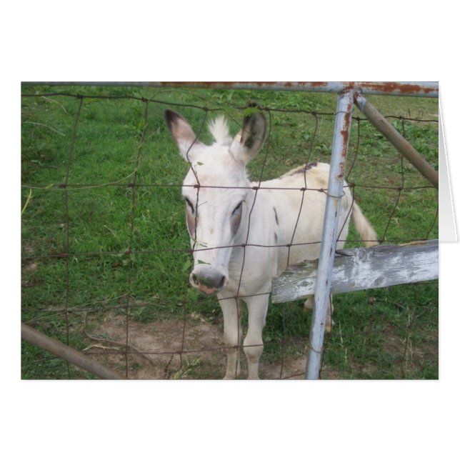 Albino Donkey (Front Horizontal)