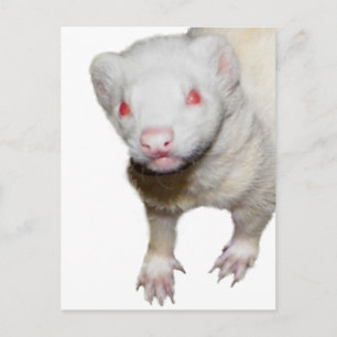 Albino Ferret Picture Postcard