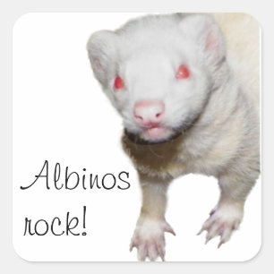Albino Ferret Picture Square Sticker
