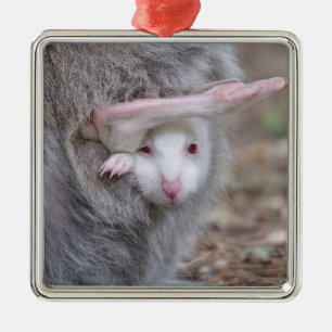Albino joey in the pocket metal tree decoration
