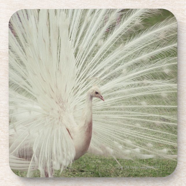 Albino peacock coaster (Front)