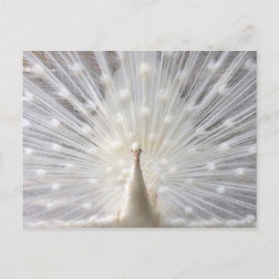 Albino Peacock design Postcard