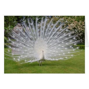 Albino Peacock Displays Feathers