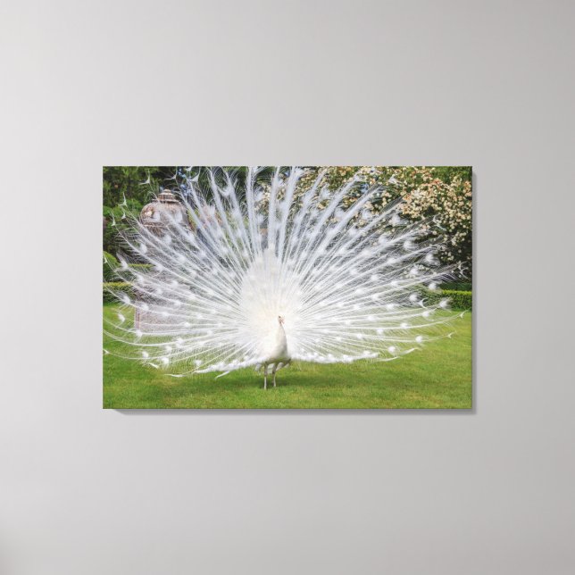 Albino Peacock Displays Feathers Canvas Print (Front)