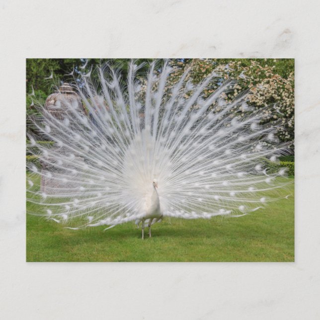Albino Peacock Displays Feathers Postcard (Front)