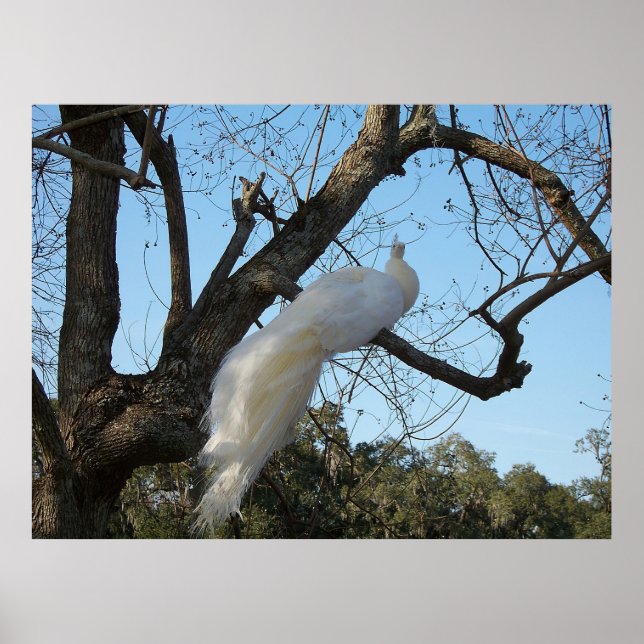 Albino Peacock in a Tree Poster (Front)