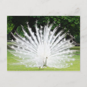Albino-Peacock Postcard
