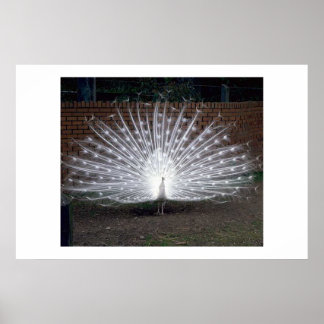 Albino Peacock Poster