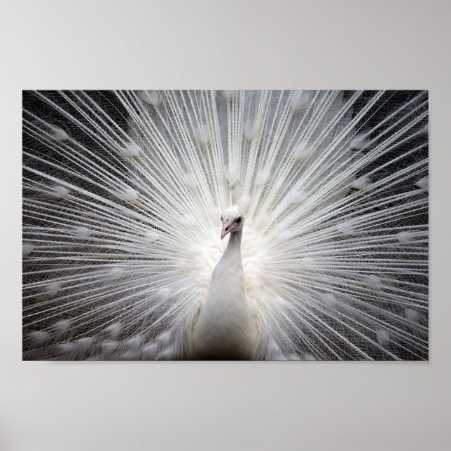Albino Peacock Poster (Front)