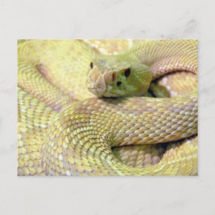 Albino Rattlesnake Post Card