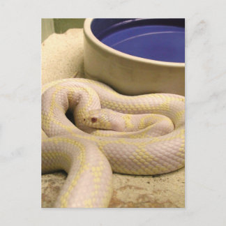 Albino Snake Postcard! Postcard